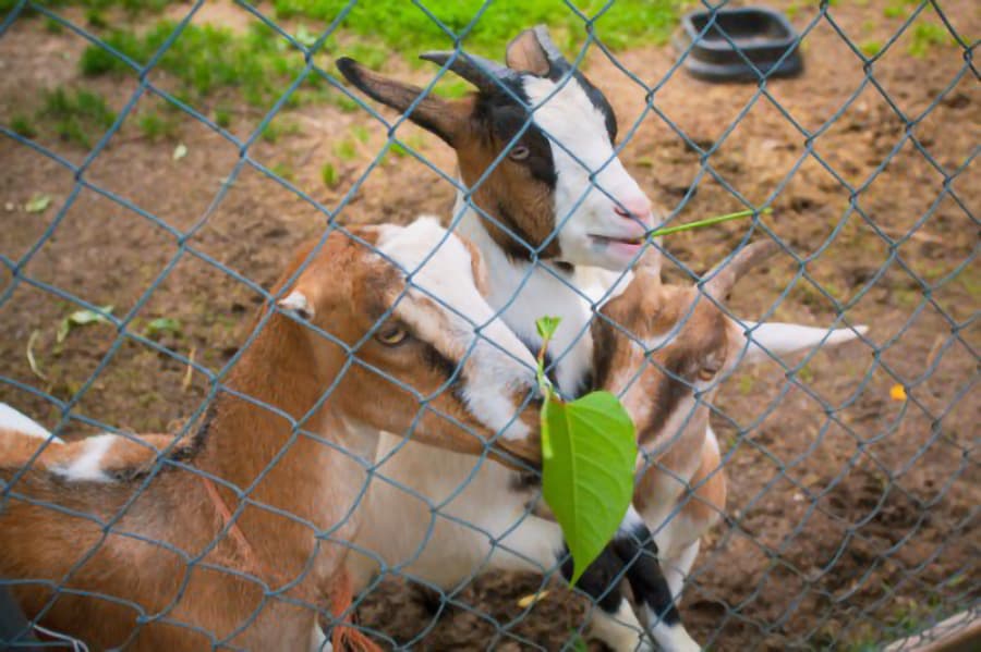Three goats are seen through a wire fence.