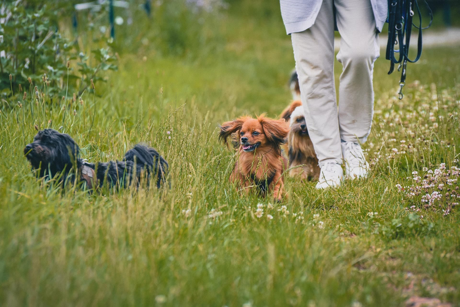 A person walks three small dogs through tall grass.